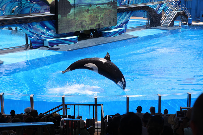 SEA WORLD IMG 5995 SEA WORLD IMG_5995