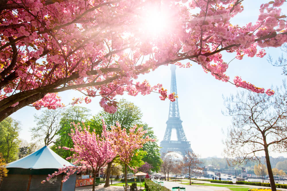 florada-cerejeiras-paris