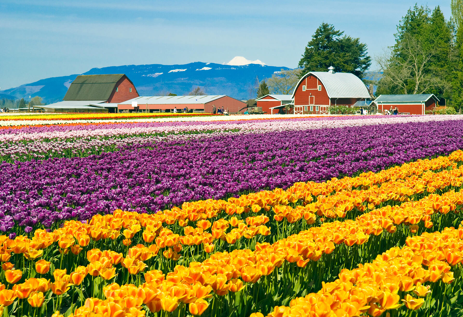 skagit-valley-tulip