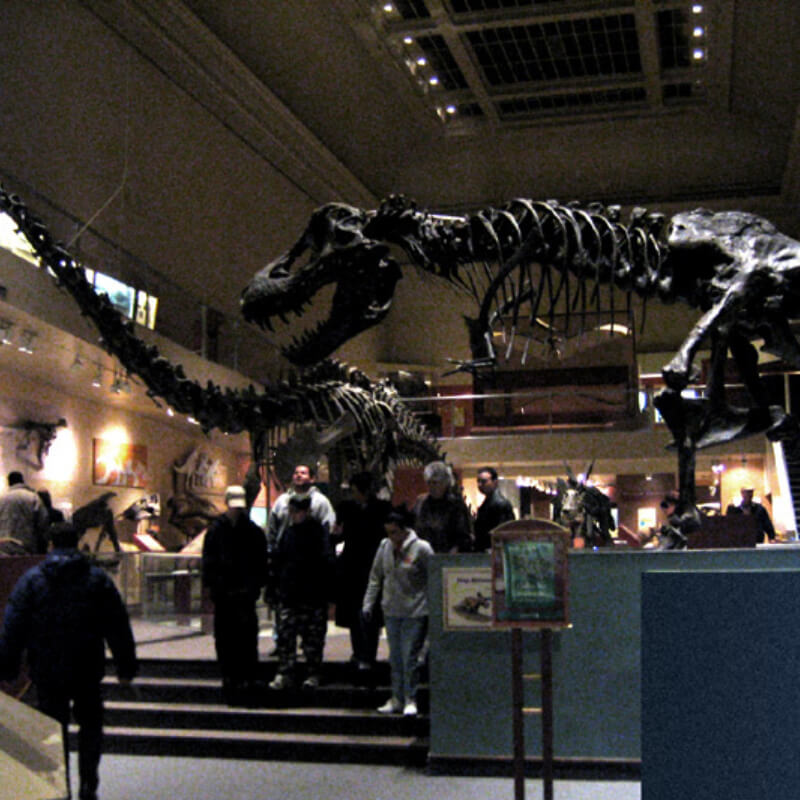 Está em quarentena? Faça visitas virtuais a 11 museus 8 Museu de História Natural