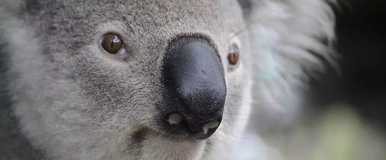 australia australia