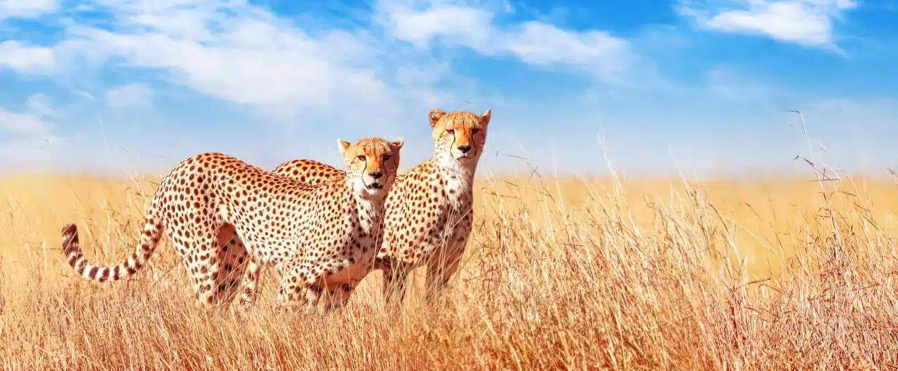 african horinzon