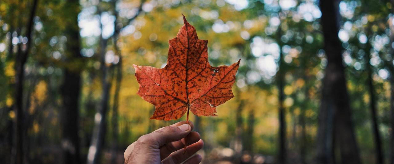 TOP 6 curiosidades sobre o melhor da cultura do Canadá