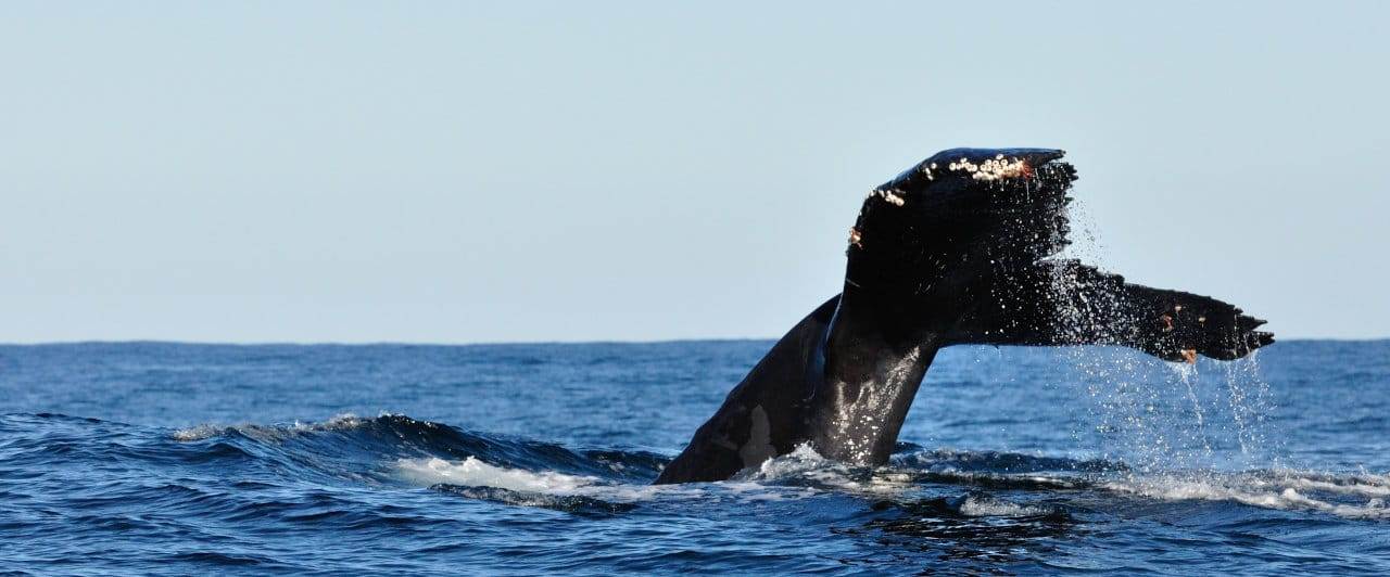 Trabalho voluntário na África do Sul: escolha o seu! 2 ocean conservation