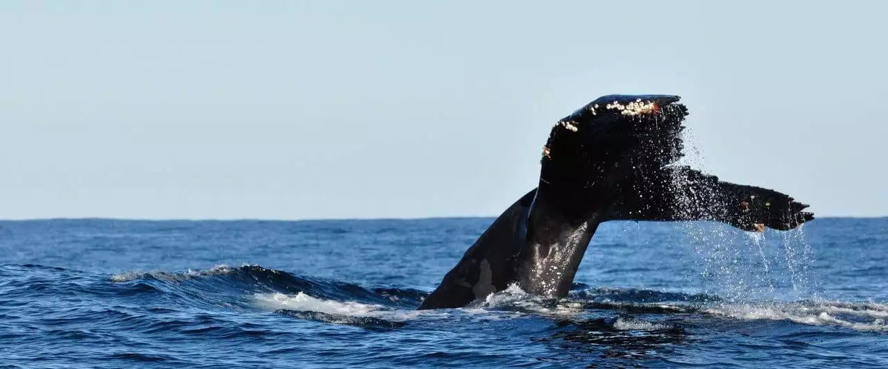 ocean conservation