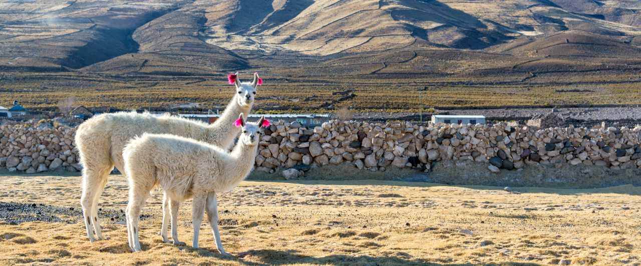 Pair of Llamas