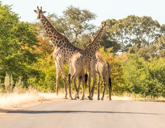 Viagem para a África do Sul