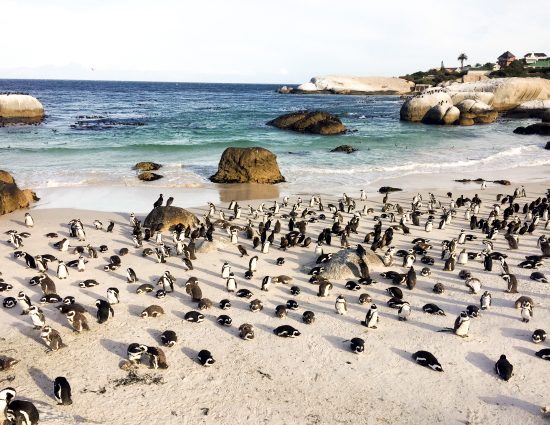 Viajar para a Cidade do Cabo