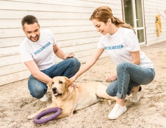 voluntariado animal - projeto domestic animal shelter